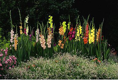 《街头霸王6》韩国通过分级 发售日或即将公布